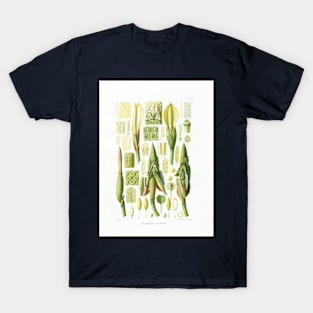 Philodendron martianum flower dissection - Botanical Illustration T-Shirt